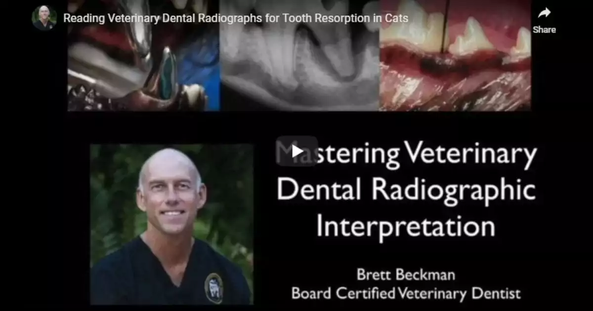 Radiographs for Tooth Resorption in Cats