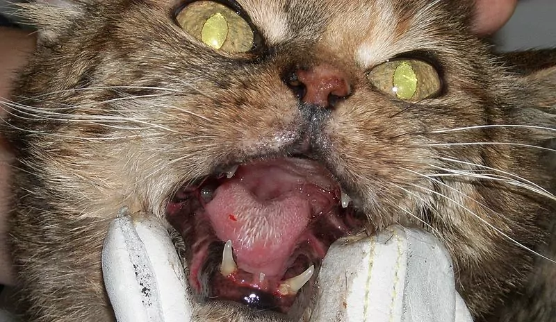 Stomatitis in cats