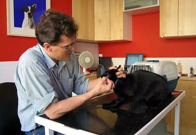veterinary exam for stomatitis in cats