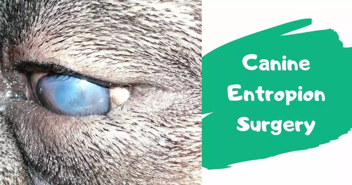 Canine Entropion Surgery Video