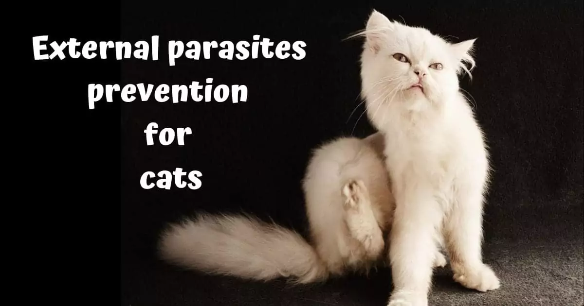 External parasites prevention for cats