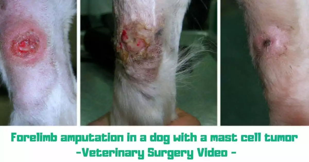 Forelimb amputation in a dog with a mast cell tumor -Veterinary Surgery Video