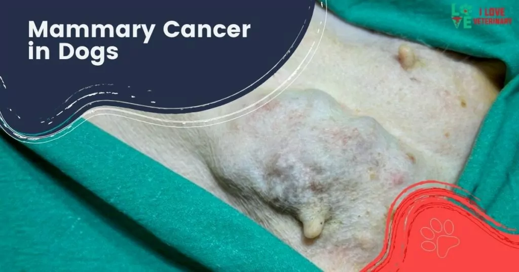 Mammary cancer in dogs