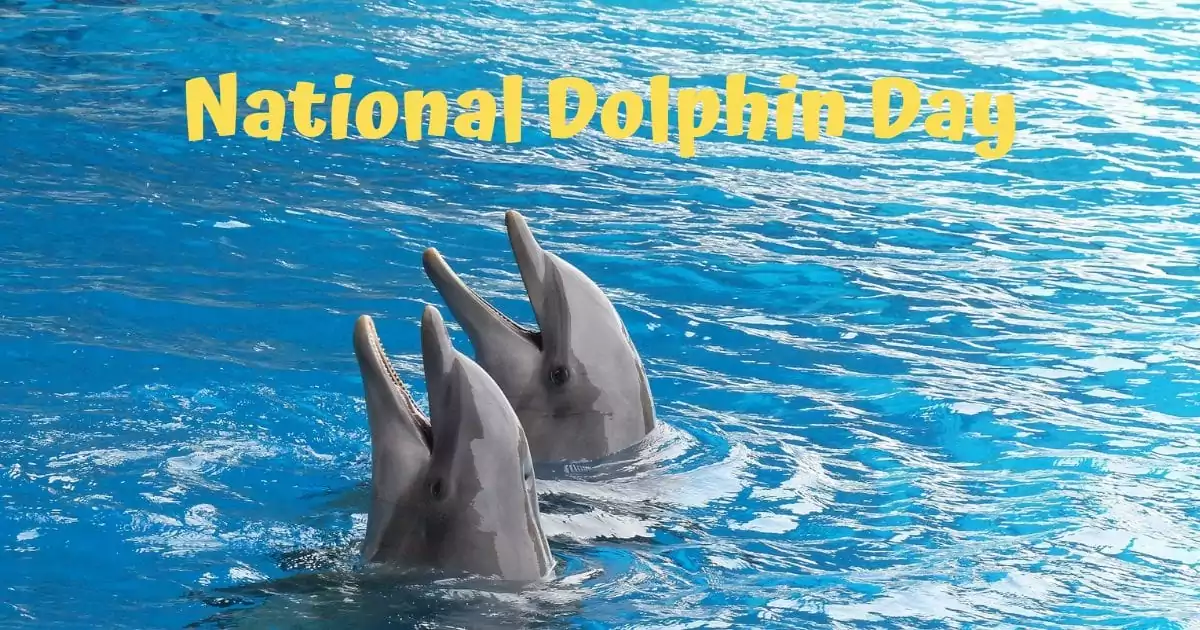 National Dolphin Day I Love Veterinary
