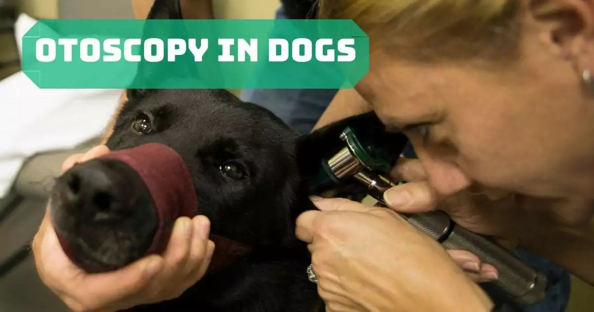 Otoscopy in dogs