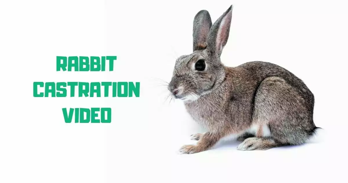 rabbit castration video