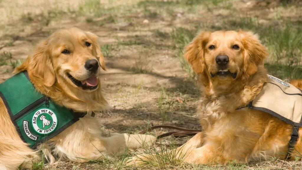 Two Golden Retriever therapy dogs lying on the grass