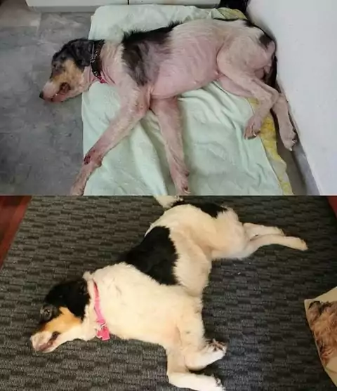 sarcoptic mange in dogs before and after, by i love veterinary