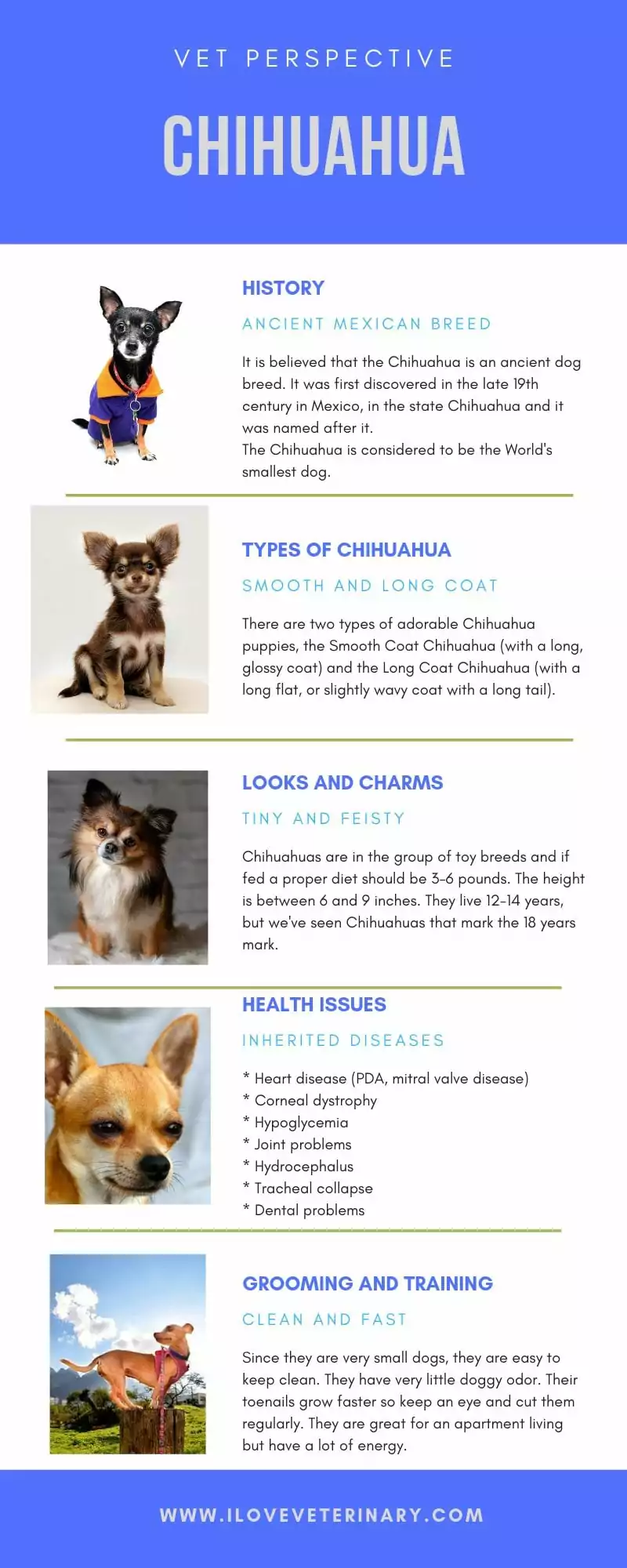 chihuahua dog national chihuahua appreciation day, infographic