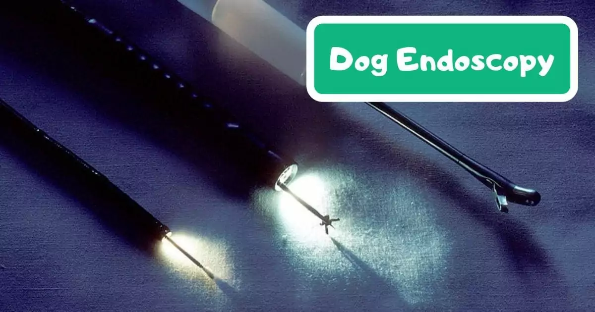 Dog endoscopy
