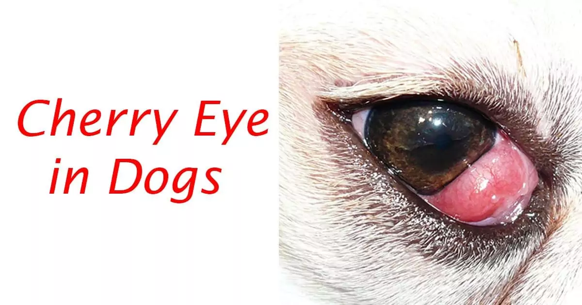 Cherry Eye in Dogs Article Title