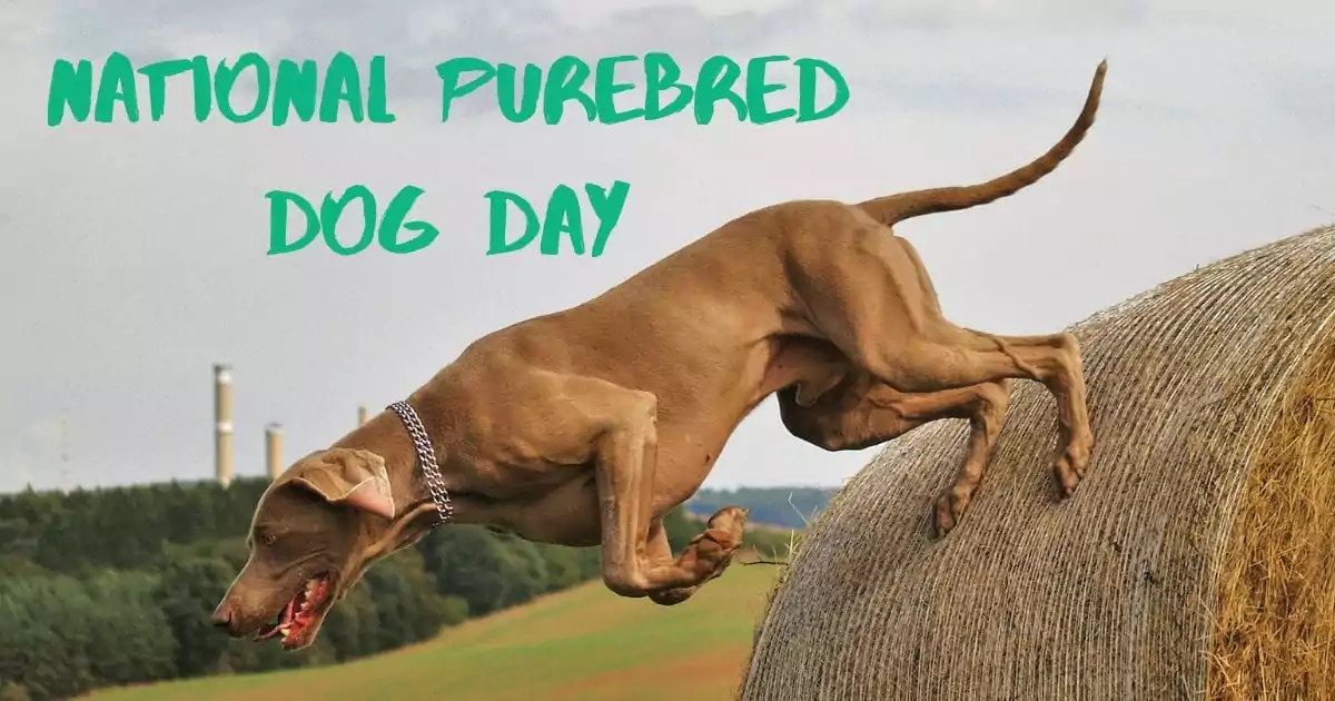 National Purebred Dog Day (1)