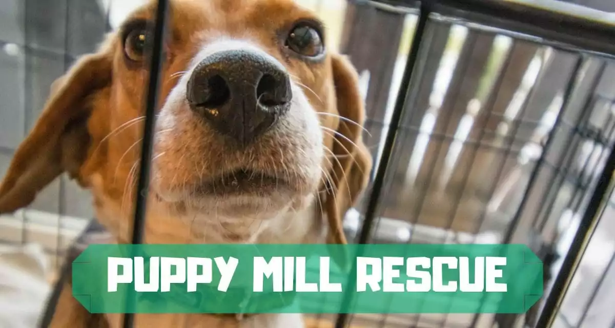 PUPPY MILL RESCUE I Love Veterinary - Blog voor dierenartsen, dierenartsen, studenten
