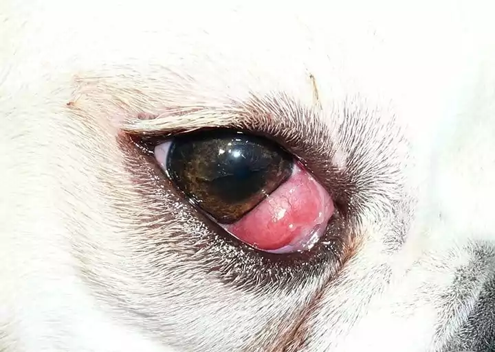 Cherry Eye in Dogs 