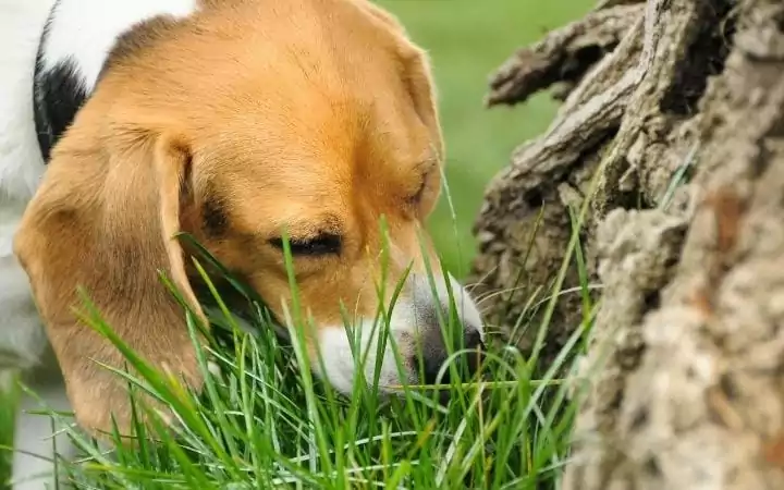 why do dog at grass? by I Love Veterinary