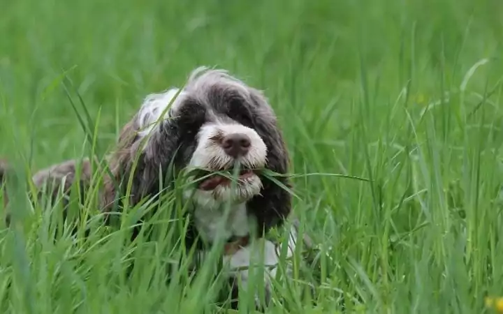 why do dogs eat grass? by I Love Veterinary