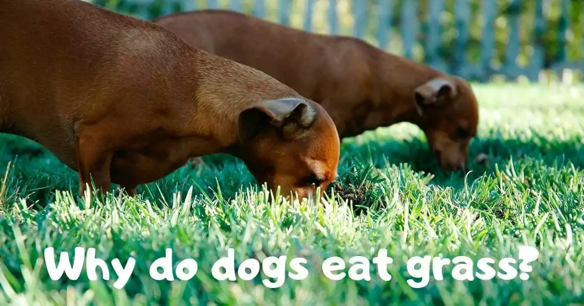 Why do dogs eat grass