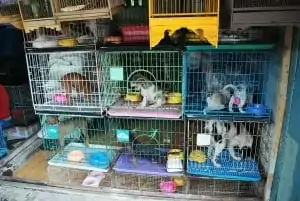pupies in cages in a puppy mill