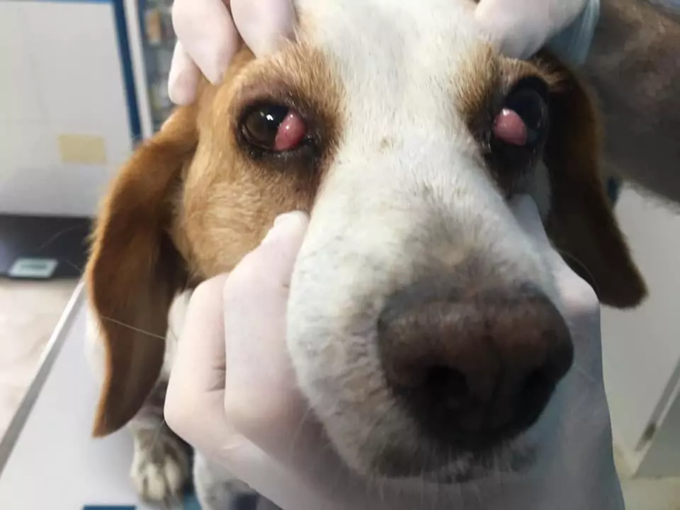Jack Russell with cherry eye 