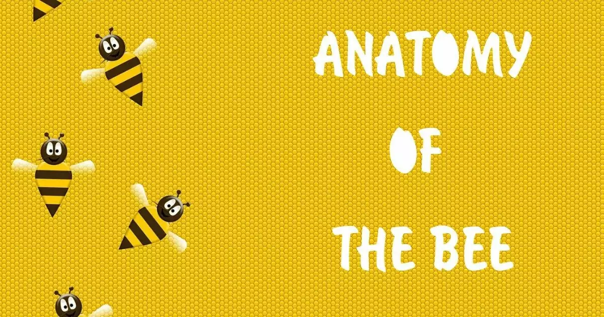 Bee anatomy described with images. I Love veterinary