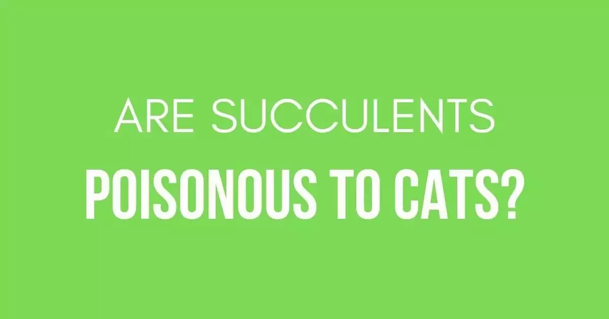 Are succulents poisonous to cats