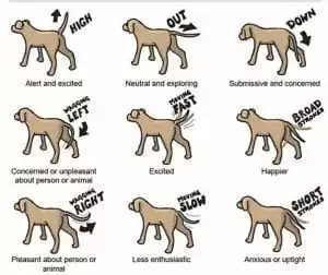 Dog Body Language 