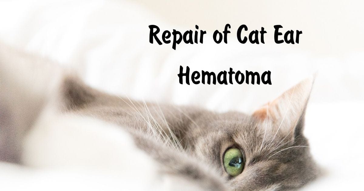 Repair of Cat Ear Hematoma
