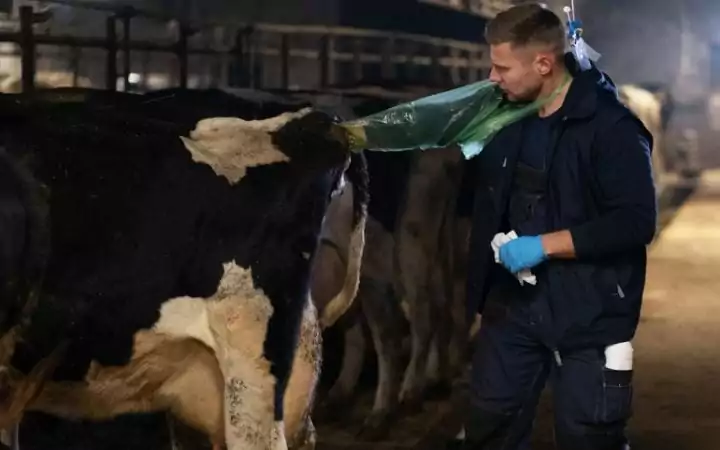 large animal vet rectal exam cow i love veterinary