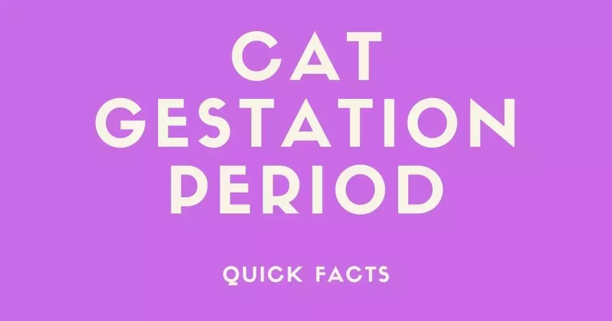 cat gestation period