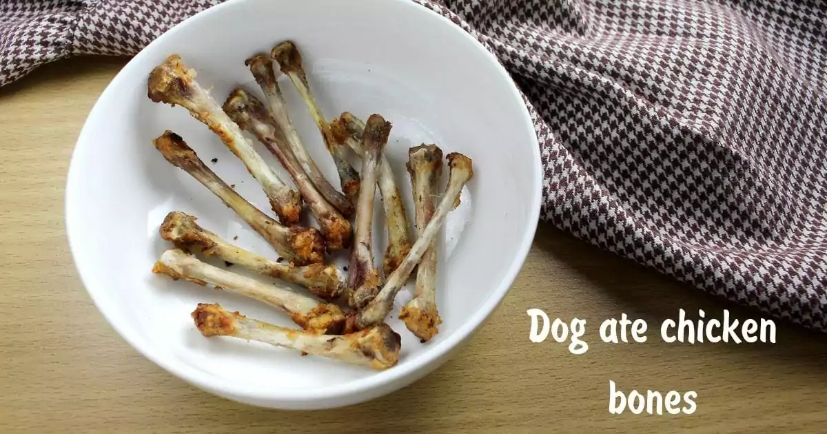 Dog ate chicken bones