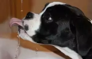 thirsty dog drinks water