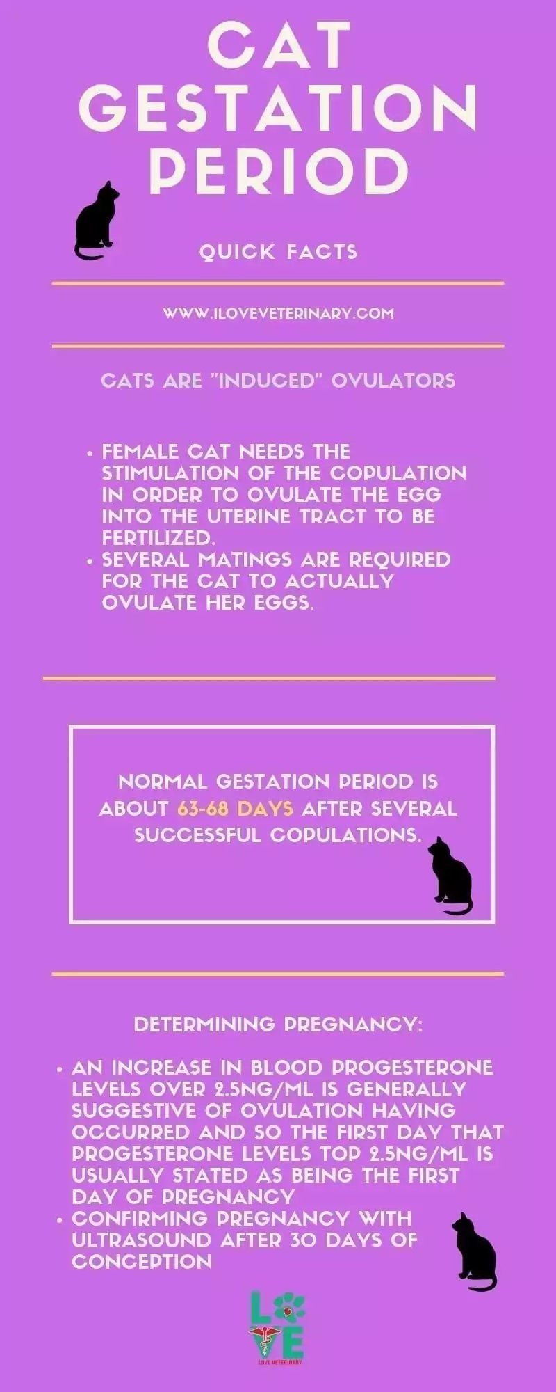 cat gestation period infographic 