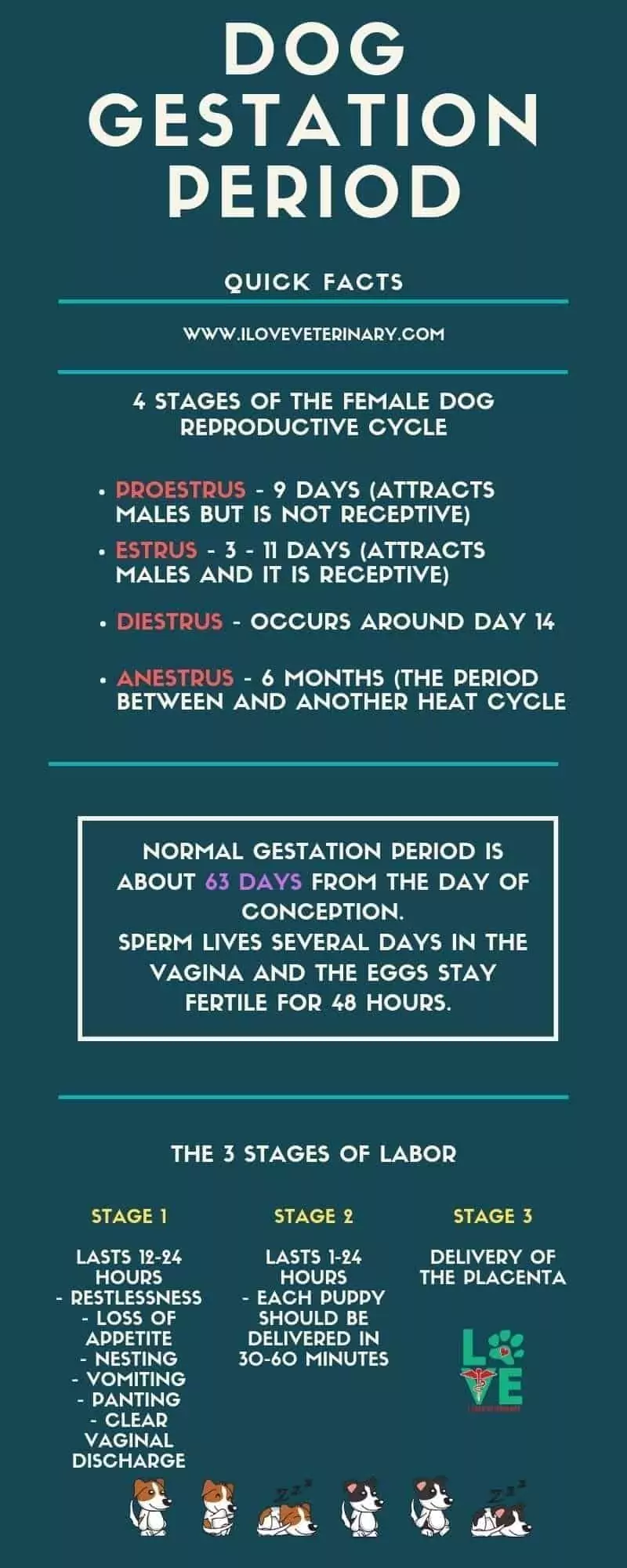 dog gestation period infographic