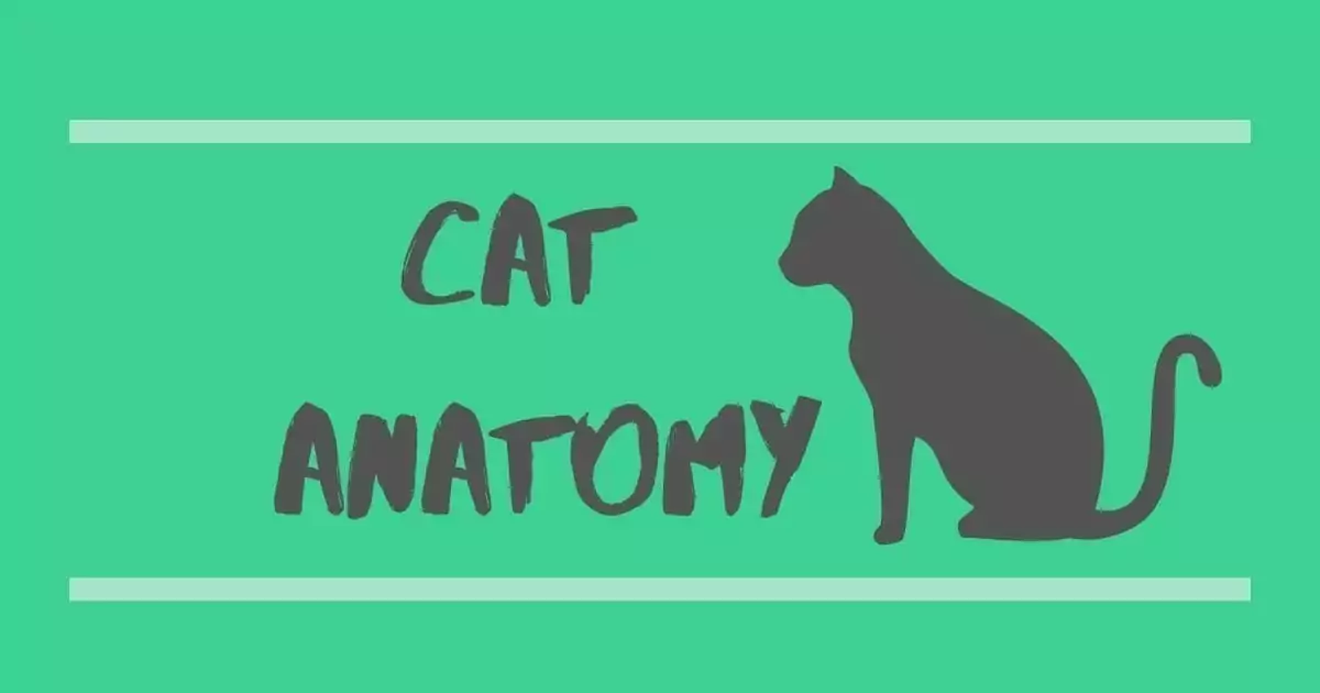 CAT ANATOMY
