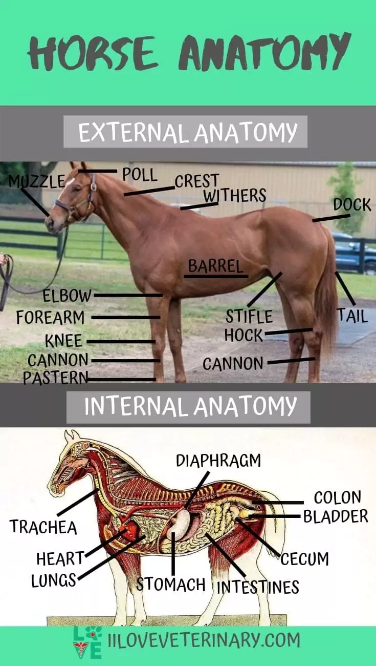 horses anatomy