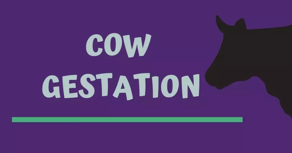 COW GESTATION