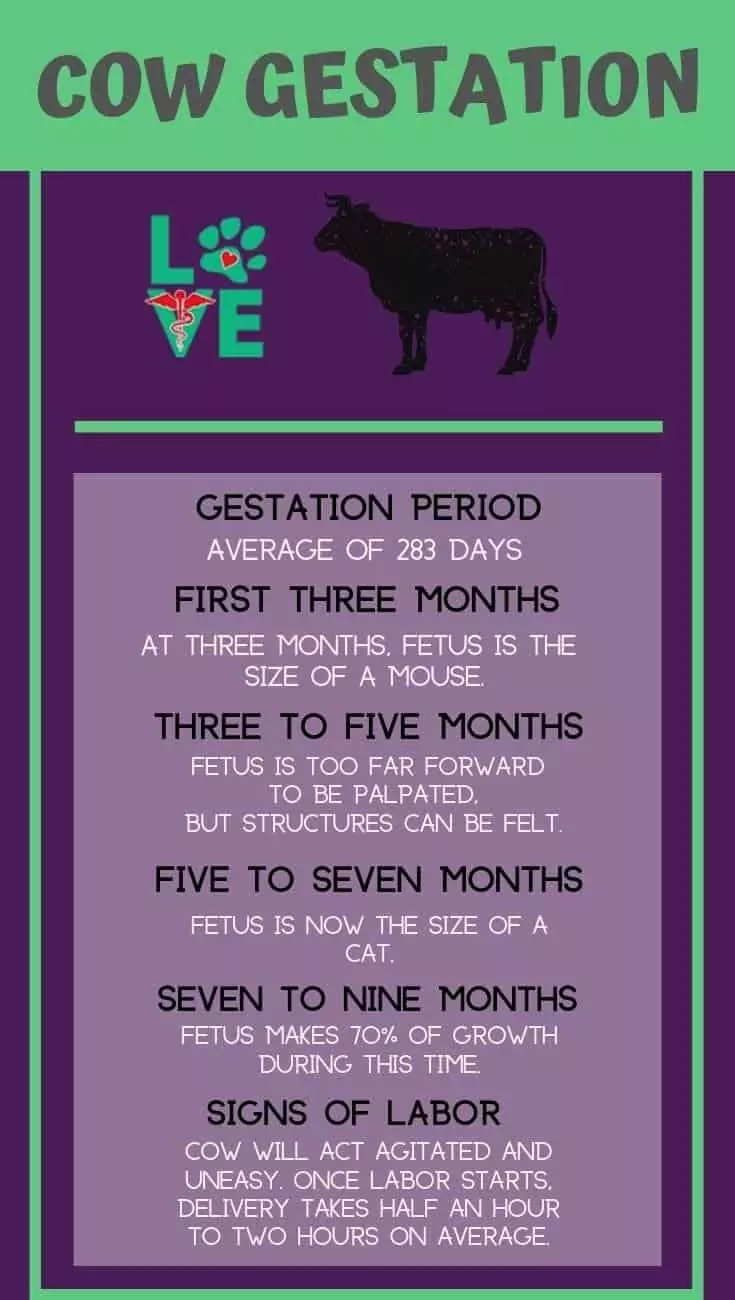 Cow Gestation