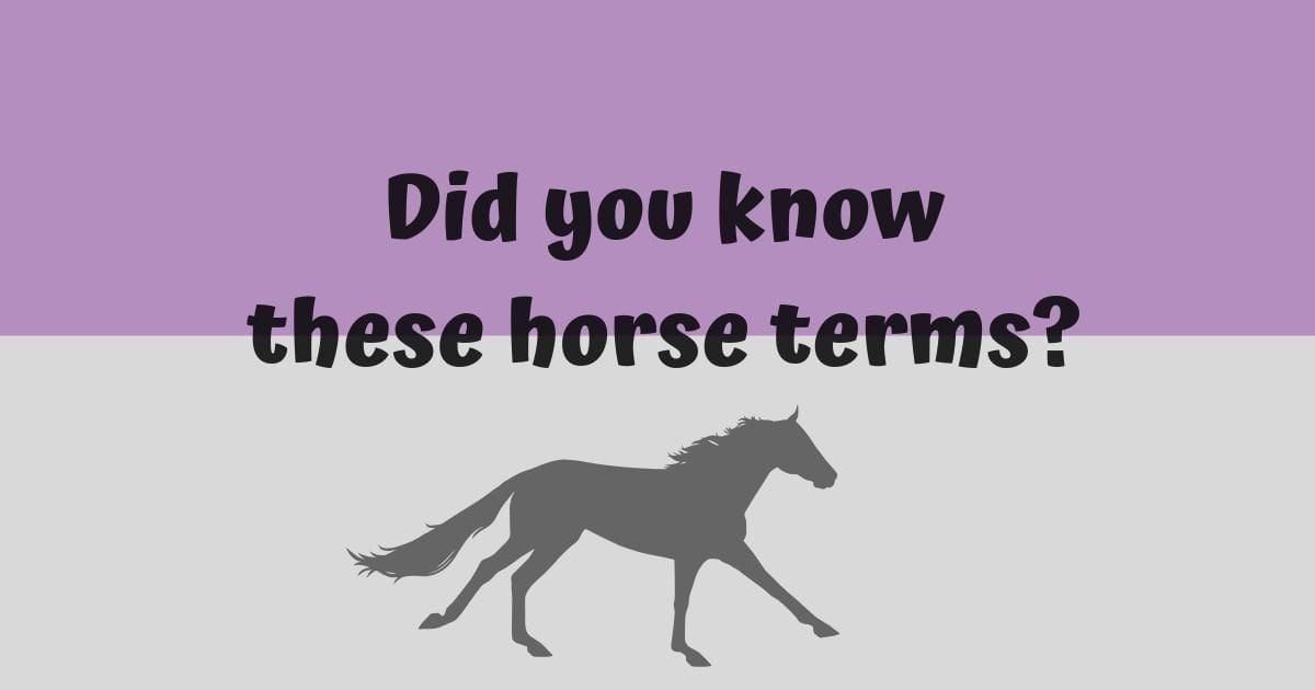 Horse Terms
