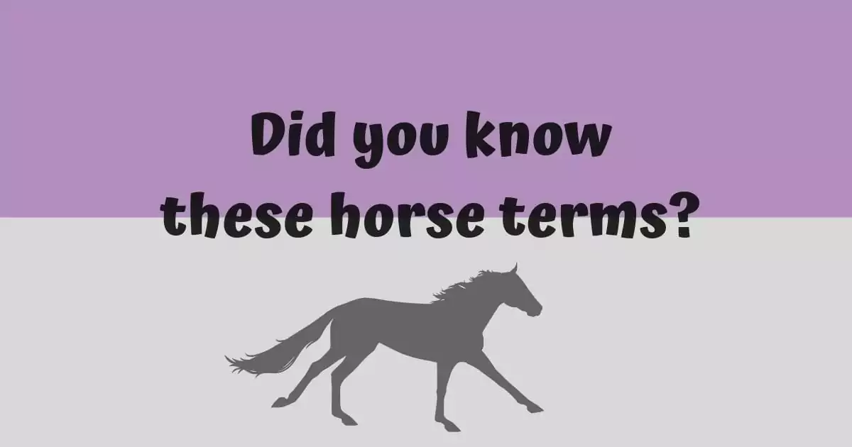 Common horse terms
