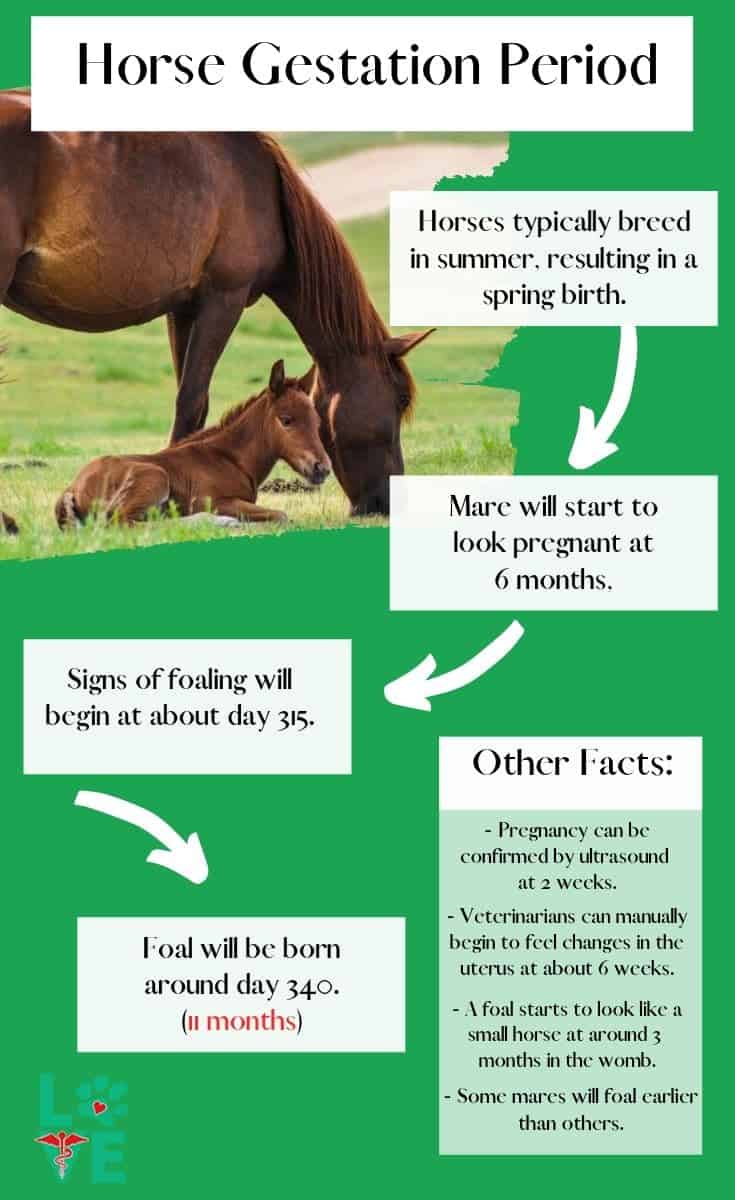 Horse Gestation period