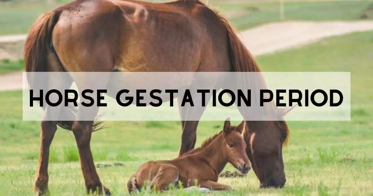 Horse Gestation Period cover I Love Veterinary - Blog for Veterinarians, Vet Techs, Students