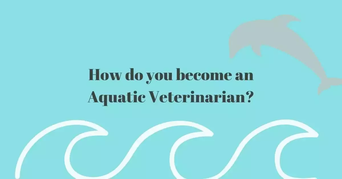 How to become an Aquatic Veterinarian