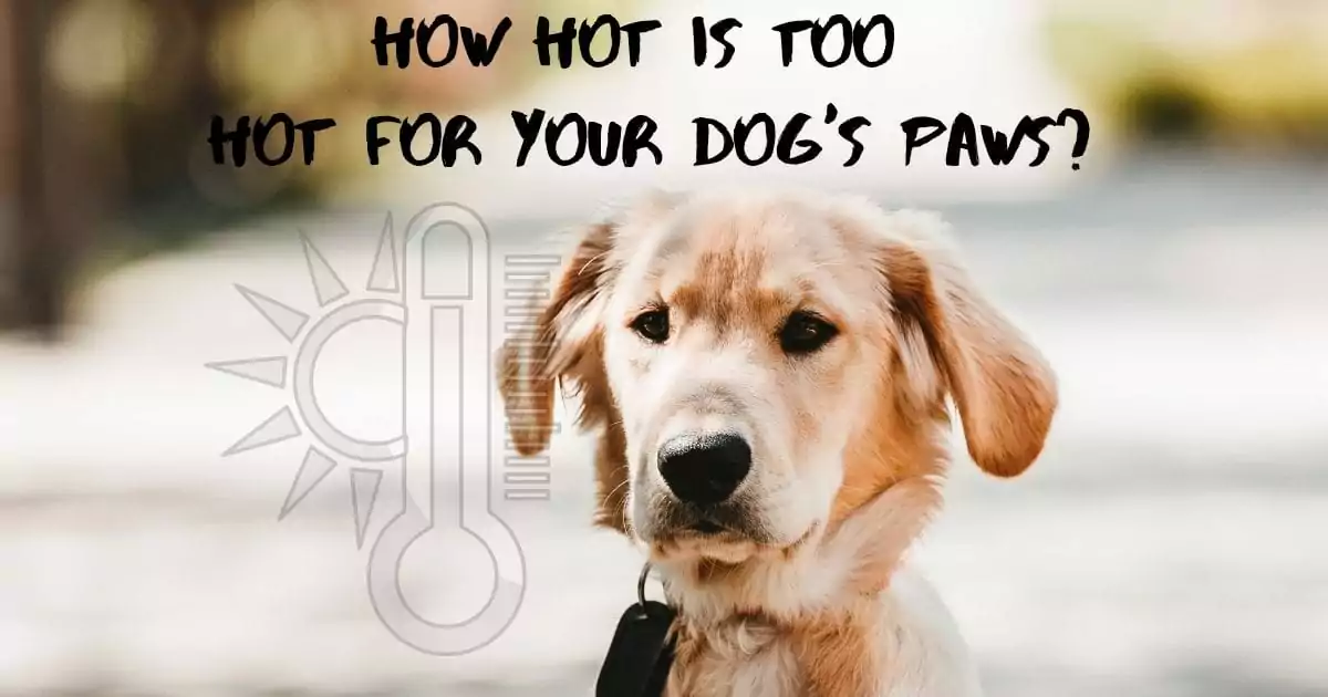 How hot is too hot for your dogs paws I Love Veterinary - Blog for Veterinarians, Vet Techs, Students