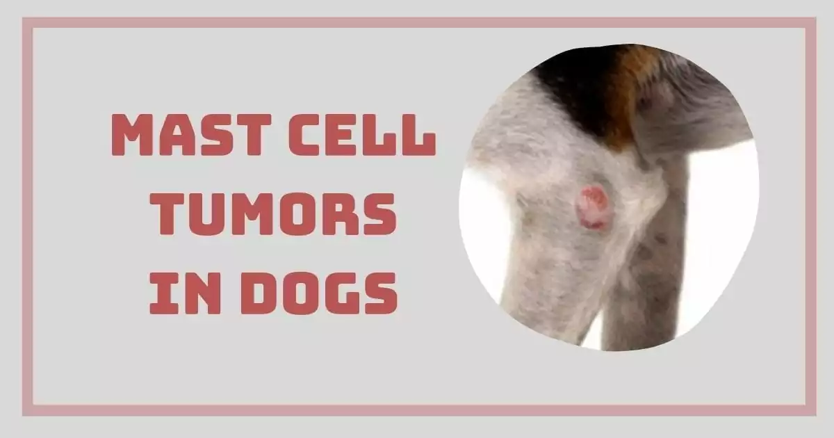 MAST CELL TUMORS IN DOGS