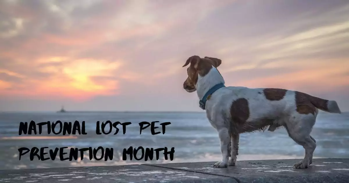 National Lost Pet Prevention Month - July 2019