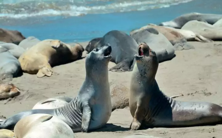 seals on a beach, I Love Veterinary
