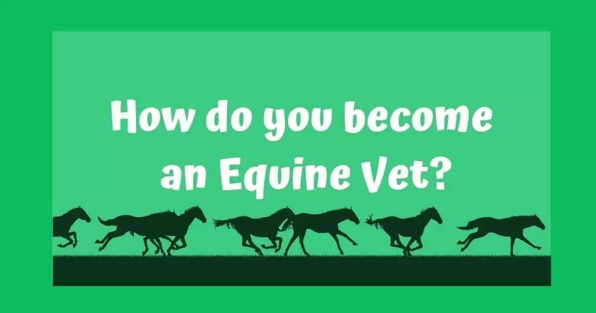 Become an Equine Vet