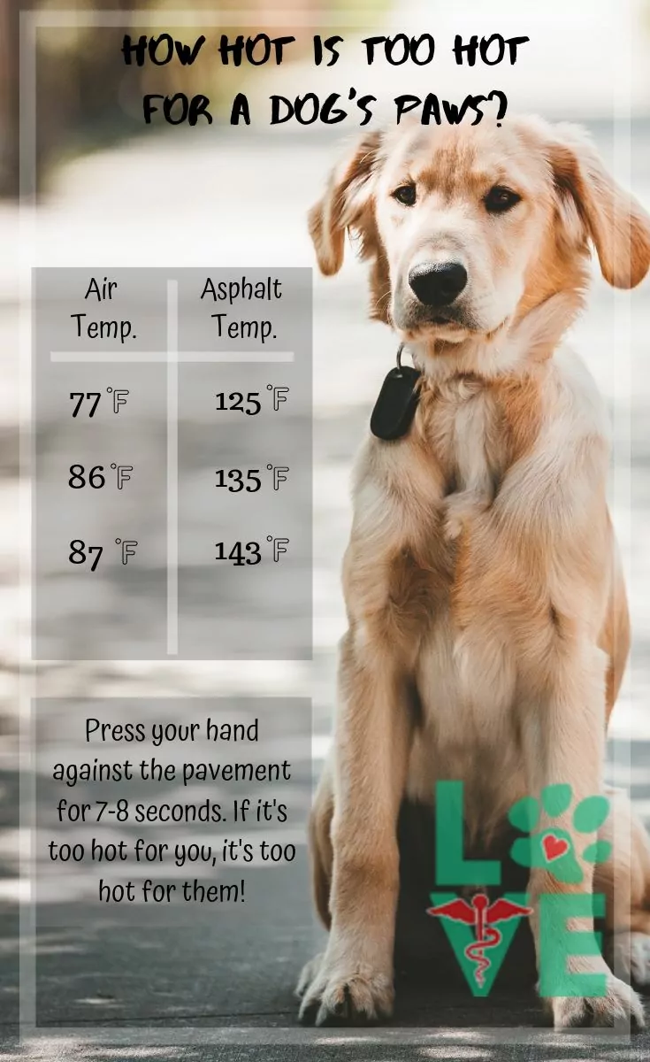 how hot is too hot for dogs