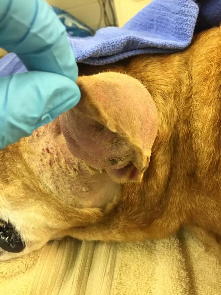 ear hematoma on a dog I love veterinary