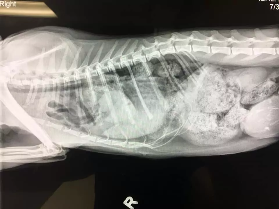Diaphragmatic hernia in a dog 